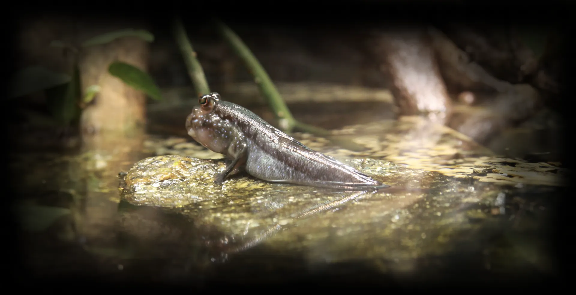 Imagem de fundo de Mudskipper - Poytara